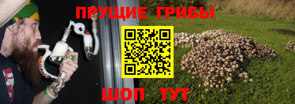 Камень-на-Оби  Галлюциногенные грибы Psilocybe  где можно купить наркотик  Вход с VPN 